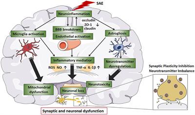 The biological alterations of synapse/synapse formation in sepsis-associated encephalopathy